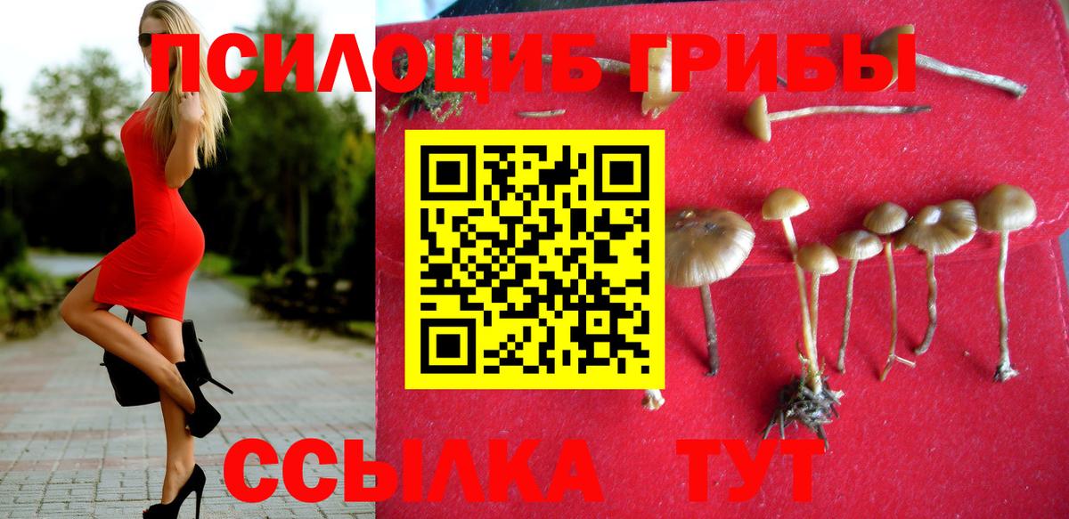 Псилоцибиновые грибы Psilocybe Киров